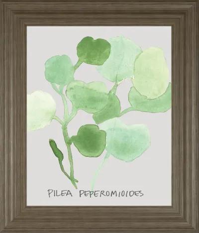 Pilea Peperomioides By Katrien Soeffers - Framed Print Wall Art - Green