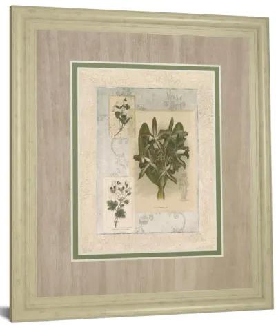 Histoire Du Orchid VII By Carney - Framed Print Wall Art - Green