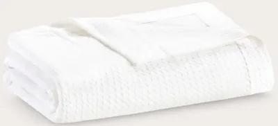 Madison Park Certified Egyptian Cotton Blanket - White - Twin