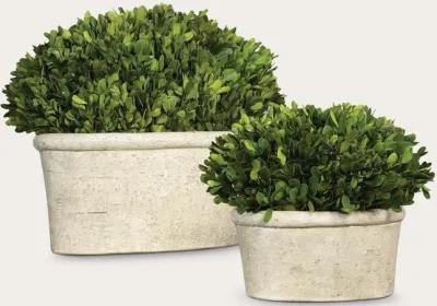 Uttermost Preserved Boxwood Oval Domes Set of 2