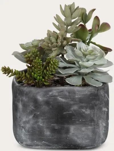 Uttermost Alverio Desert Garden Succulents