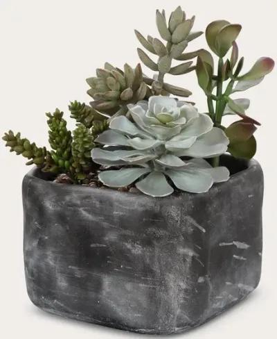 Uttermost Alverio Desert Garden Succulents