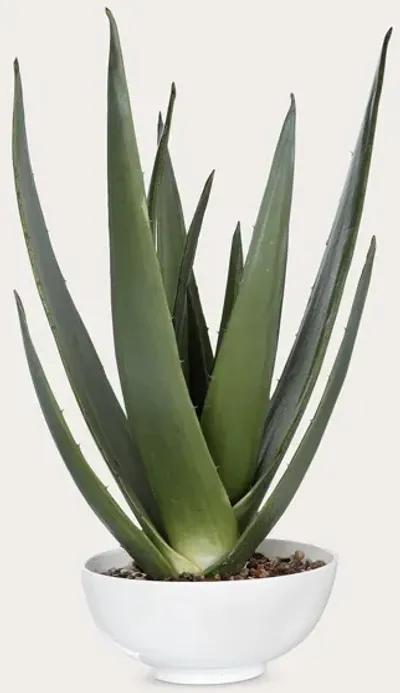 Uttermost Evarado Aloe Planter