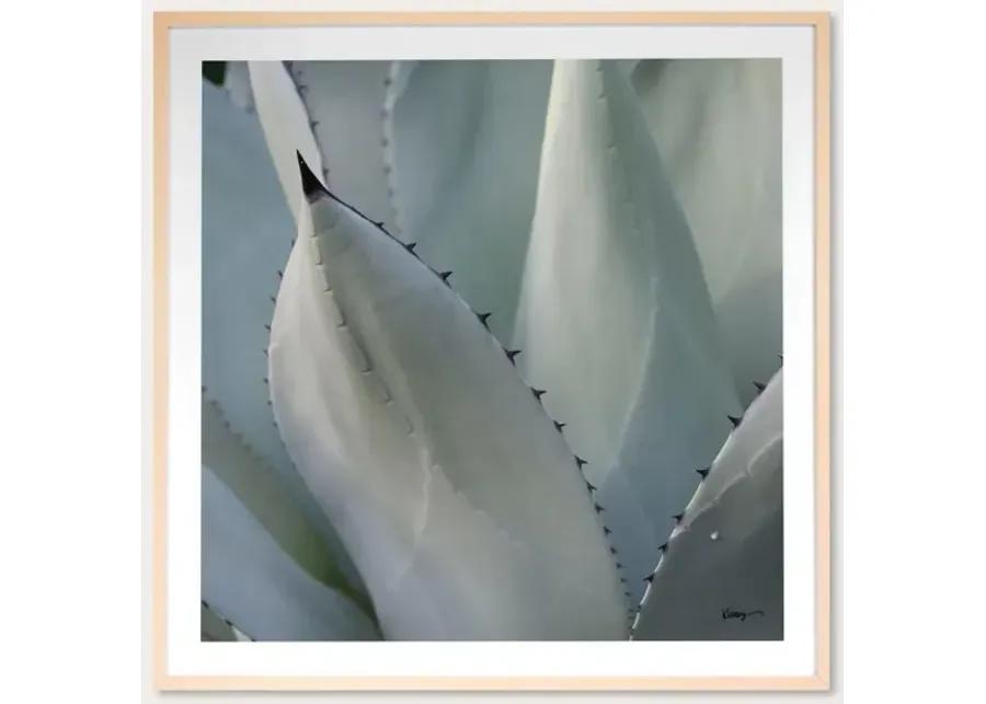 Grand Image Black Tip Succulent Digital Print