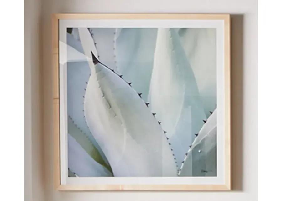 Grand Image Black Tip Succulent Digital Print