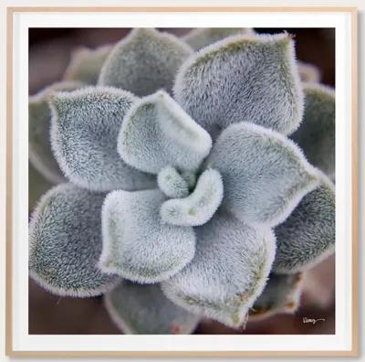 Grand Image Fuzzy Succulent Digital Print