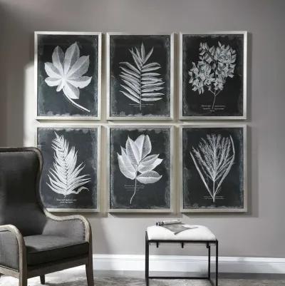 Foliage Botanicals  Set of 6