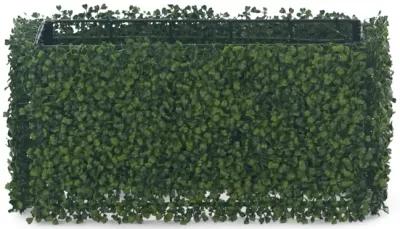 Boxwood Hedge - 24  