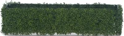 Boxwood Hedge - 48 