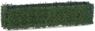 Boxwood Hedge - 48 