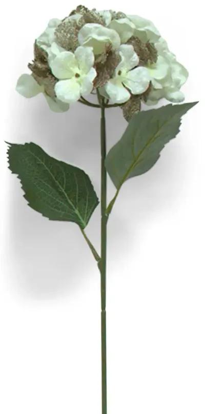 29  Hydrangea Stem