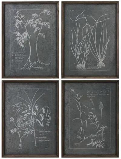 Root Study Framed Prints  Set of 4