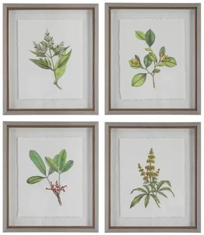 Set 4 Wildflowers Framed Prints