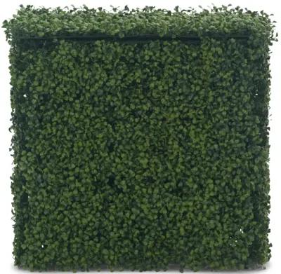 Boxwood Hedge 24  x 24 