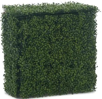 Boxwood Hedge 24  x 24 