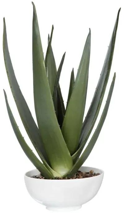 Uttermost Evarado Aloe Planter