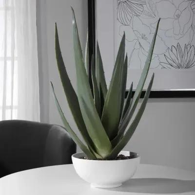 Uttermost Evarado Aloe Planter