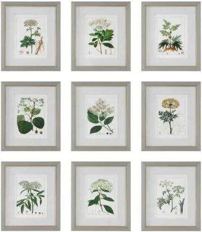 Uttermost Antique 9-Piece Green/Light Gray/White/Yellow Framed Print Set