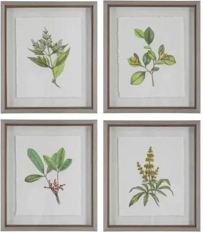 Uttermost Wildflower Study 4-Piece Green/Light Gray/White Framed Print Set