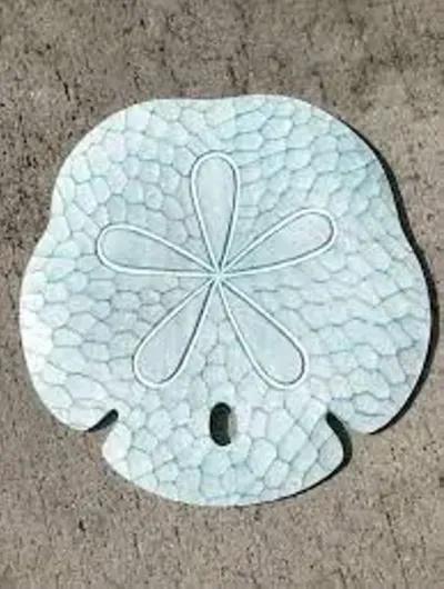 T.I. Design Sand Dollar Seafoam Wall Art