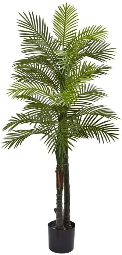 HomPlanti 5.5 Feet Double Robellini Palm Tree UV Resistant (Indoor/Outdoor)