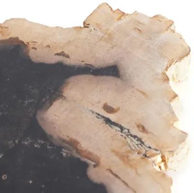 Petrified Wood Slab