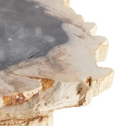 Petrified Wood Slab