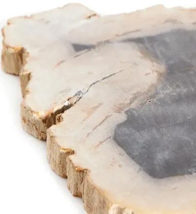 Petrified Wood Slab