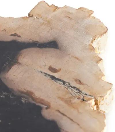 Petrified Wood Slab