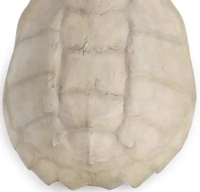 Turtle Shell Accessory