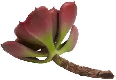 HomPlanti 5" Echeveria Succulent Plant (Set of 12)