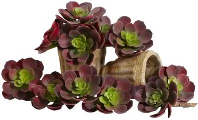 HomPlanti 5" Echeveria Succulent Plant (Set of 12)