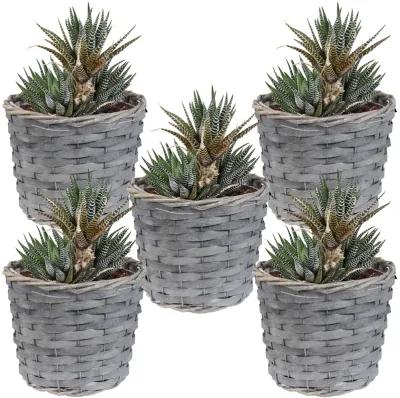 Sunnydaze 6.75 in Rattan Wicker Basket Planters with Lining - Set of 5