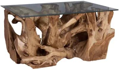 Teak Root Coffee Table