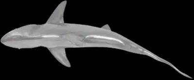 whaler shark fish wall sculpture, resin, polished aluminum finish