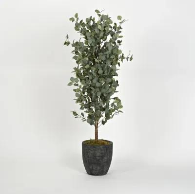 5' Eucalyptus Tree in Round Black Resin Planter