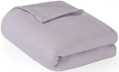 Madison Park Liquid Cotton Lilac Liquid Cotton Blanket