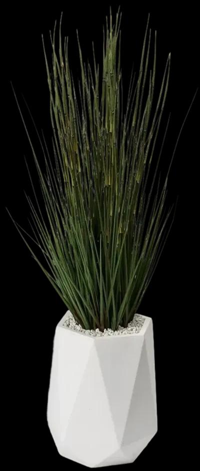 5' Onion Grass in White Resin Planter