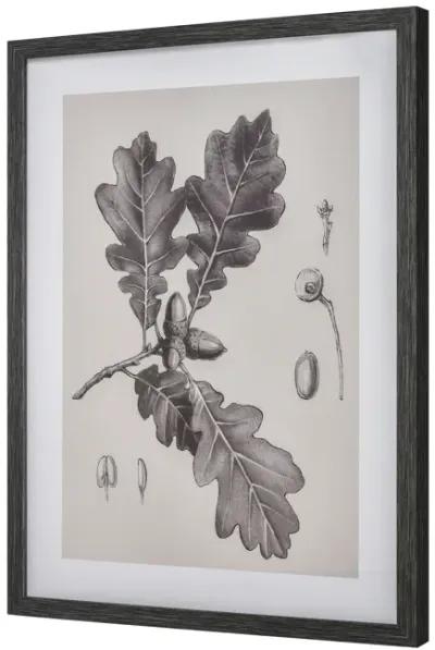 Oak II Botanic Framed Wall Art