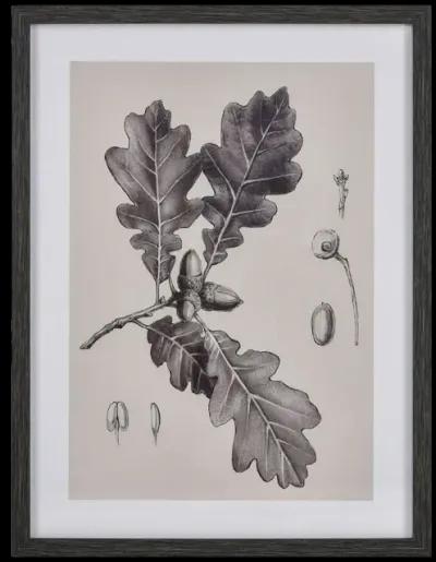 Oak II Botanic Framed Wall Art