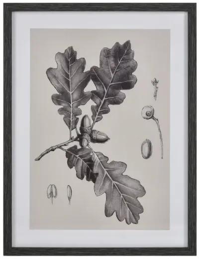 Oak II Botanic Framed Wall Art