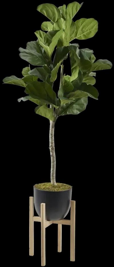 Fiddle Leaf Fig Tree in Bowl 