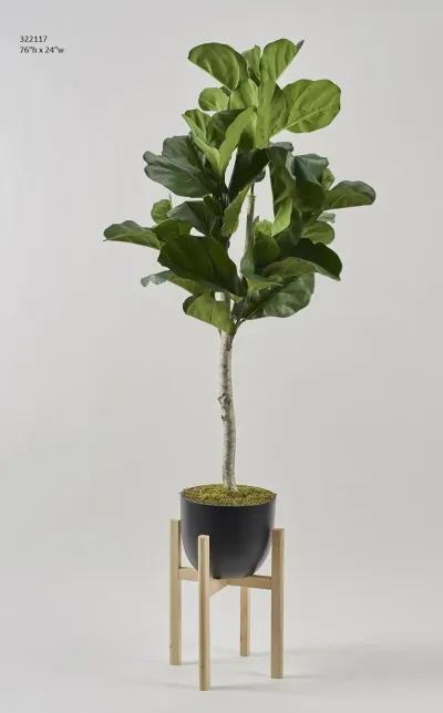 Fiddle Leaf Fig Tree in Bowl 