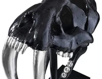 saber tooth tiger skull, black