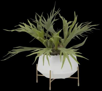 Staghorn Fern in Bowl with Stand