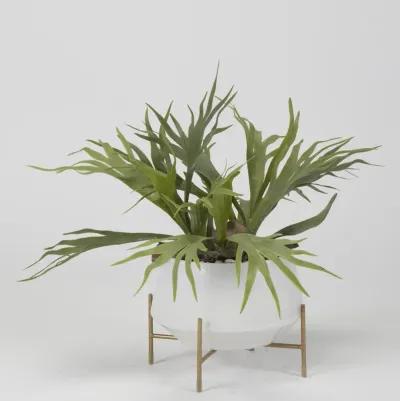 Staghorn Fern in Bowl with Stand