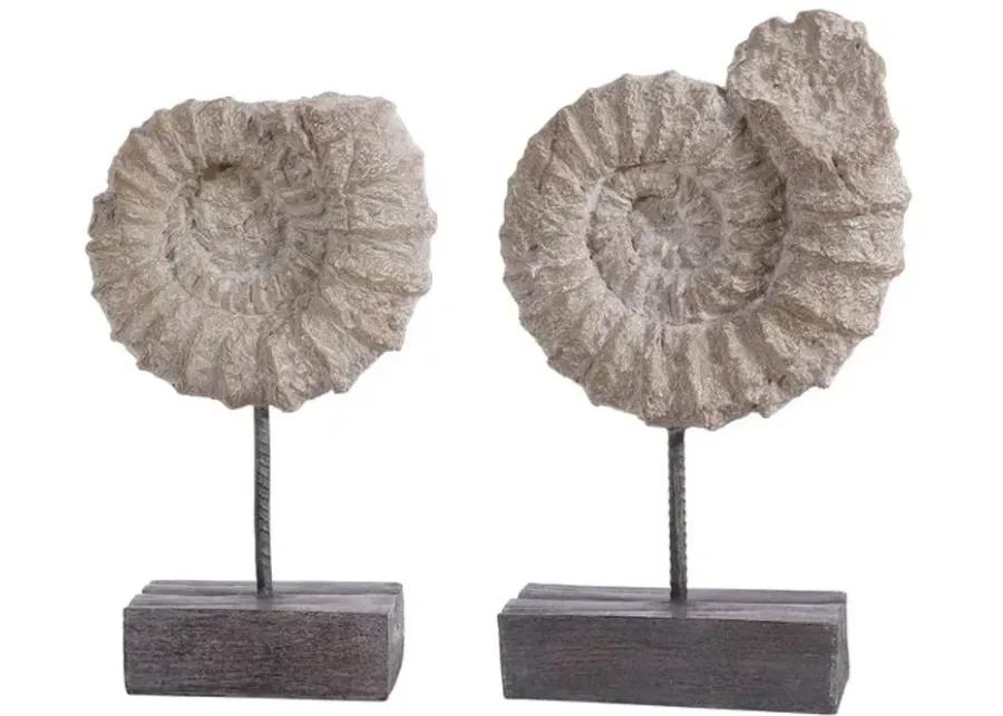 TOREN SET OF 2 AMMONITE SHELL TABLE DECOR