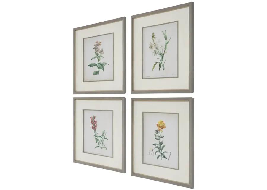 Heirloom Blooms Study Framed Prints Set/4