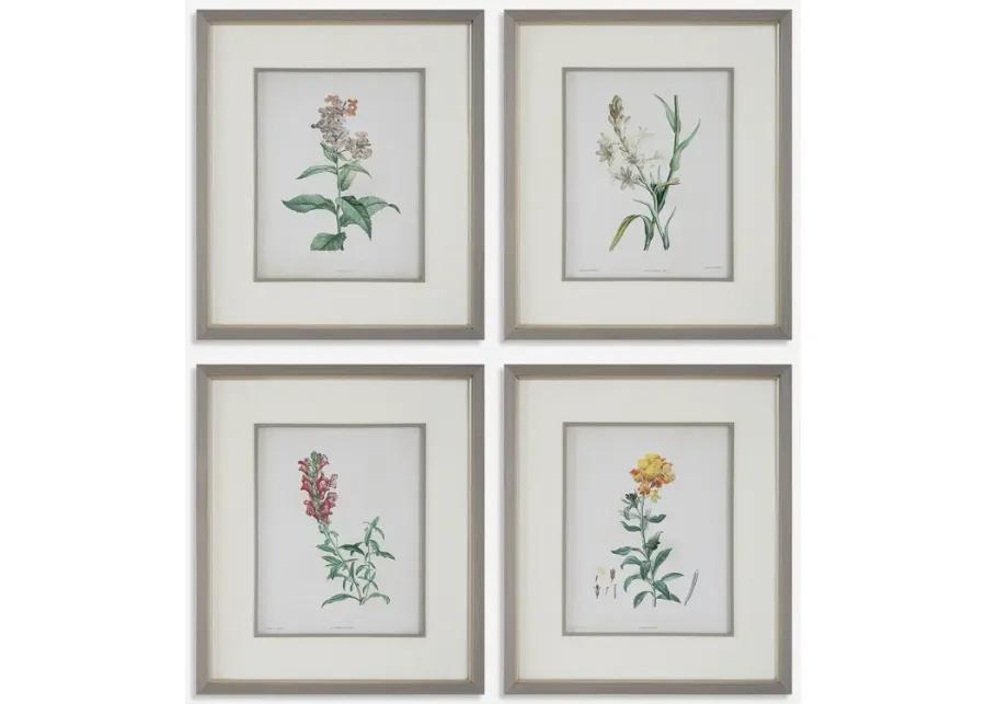 Heirloom Blooms Study Framed Prints Set/4