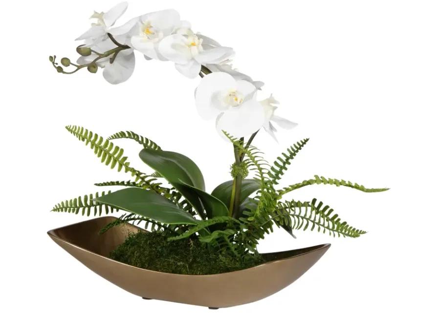 Transcend Orchid Centerpiece